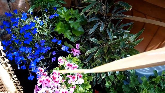 BUILDING AN EXOTIC BOHO RETREAT IN A CONCRETE BACK YARD смотреть онлайн