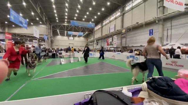 Хрустальный кубок 8.12.19 кобели сравнение