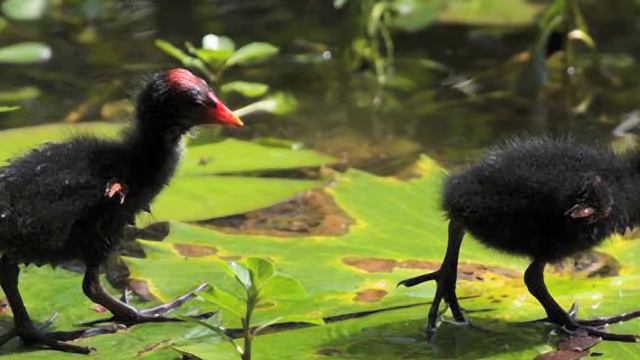 Hawaii Cultural Native Footsteps Walk At Waimea Valley On Oahu