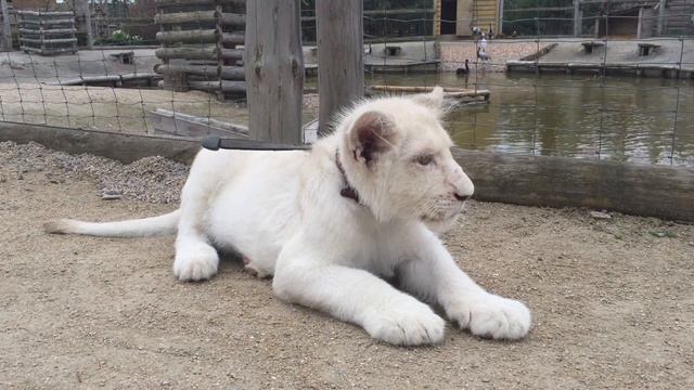 Принц «голубых кровей» белый львенок Белуши