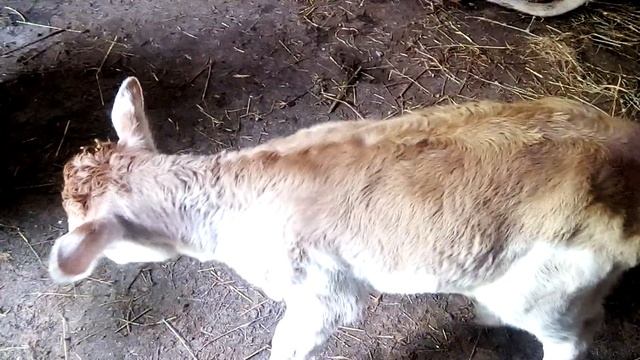 Родился телёнок бычок смотреть онлайн