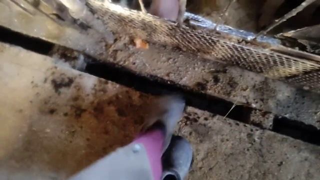 Свиньи и поросята,Жизнь в деревне, видео снято 4мес назад смотреть онлайн