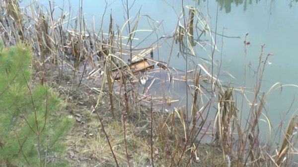 Отлов ондатры капканами