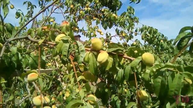 ОБЗОР САДА, АВГУСТ 2017, ЧАСТЬ ВТОРАЯ спеют груши и слива ренклод смотреть онлайн