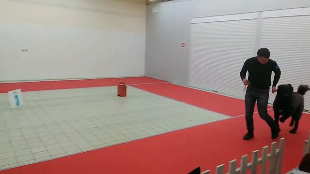 Дар Даршаны Жура. "Снежный бал - Рождественские встречи". "Молосс". САС-ЧФ. Первая победа в дебюте смотреть онлайн