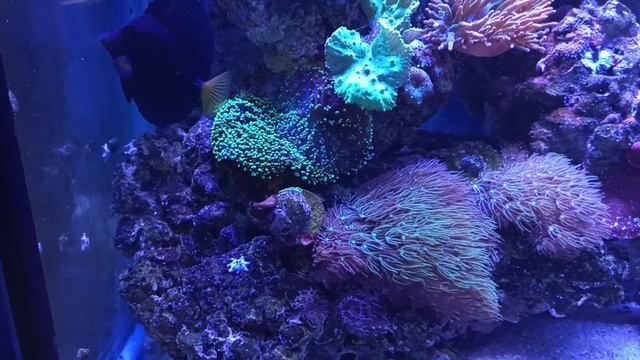 "Калипсо Аква" смотреть онлайн