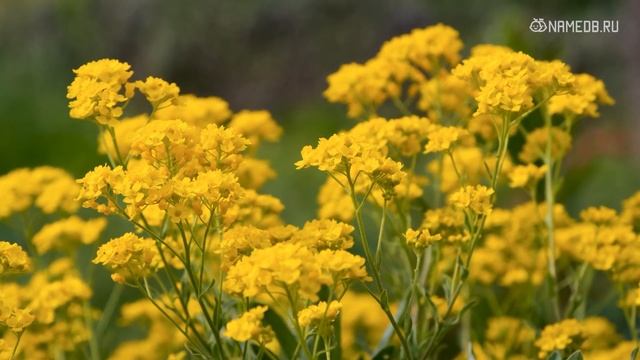 Египетская астрология- Что Ваш египетский знак Зодиака говорит о вашей личности смотреть онлайн