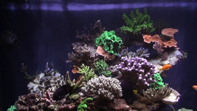 ZEOvit Reef Tank 2800L ( 740g ) VI. смотреть онлайн