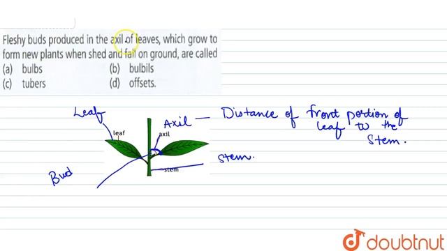 Fleshy buds produced in the axil of leaves, which grow to form new plants when shed смотреть онлайн