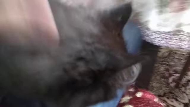 Огромный чёрный кот! смотреть онлайн