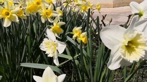 Цветение сортовых нарциссов. ?Весна 2021 год?