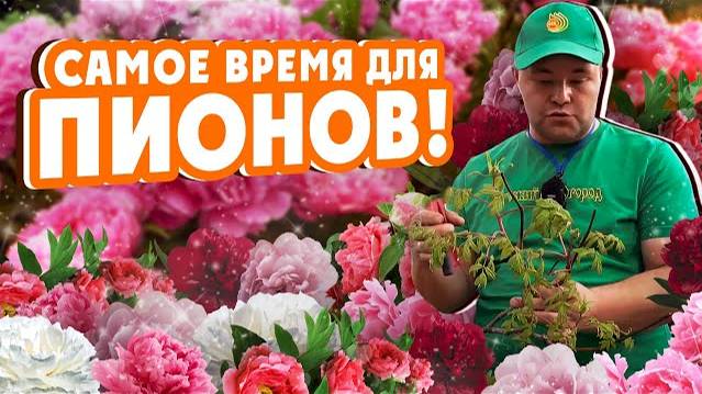 САМОЕ ВРЕМЯ ДЛЯ ПИОНОВ! Сажаем пионы. Краткий ликбез. смотреть онлайн