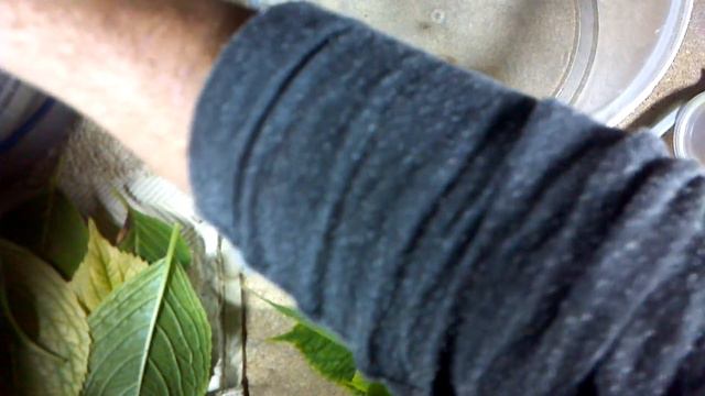 ЗЕЛЕНОЕ ЧЕРЕНКОВАНИЕ смотреть онлайн