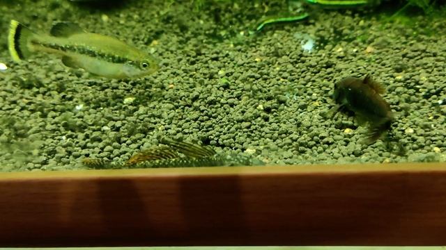 Бычок радужный / Stiphodon ornatus смотреть онлайн