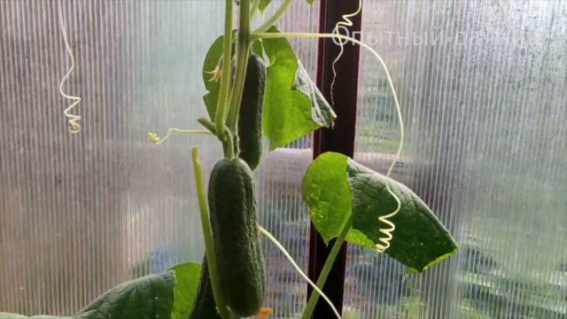 Срочно дайте это в июле своим Огурцам и они сразу обильно заплодоносят, повысится урожай!