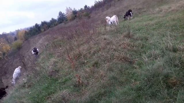 Чи можна козам давати моркву і чи незамерзне коза зимою якщо одна в хліві ... смотреть онлайн