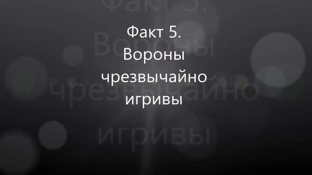 10 фактов о во́роне смотреть онлайн