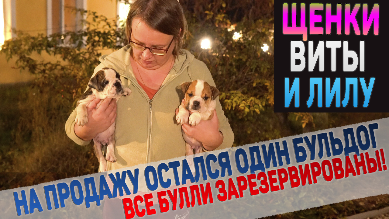 У нас почти закончились щенки! Как подросли щенки Виты и Лилу и кто остался на продажу? смотреть онлайн