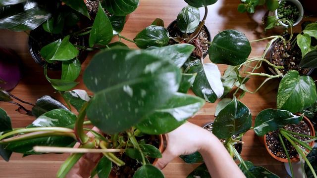 WIELKI PRZEGLĄD ROŚLIN 🌱😍 Jak się mają moje okazy? - 🪴 ZKWR 20 смотреть онлайн