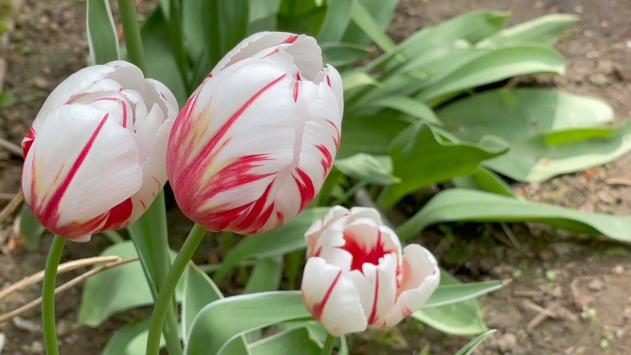 Май в Саду 31 мая 2023 часть 1