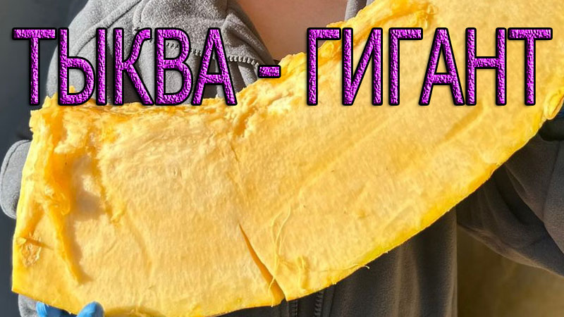 Тыква гигант. Сельхоз ярмарка Белореченска. смотреть онлайн