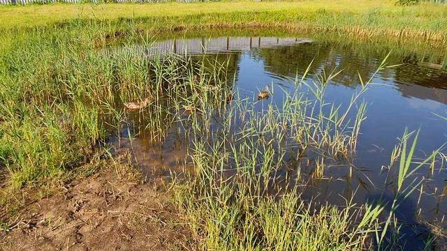 Утки в пруду. Природа в России. смотреть онлайн