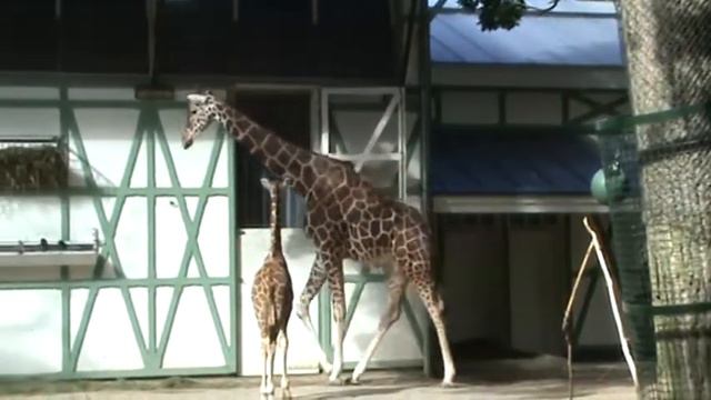 Жирафы смотреть онлайн