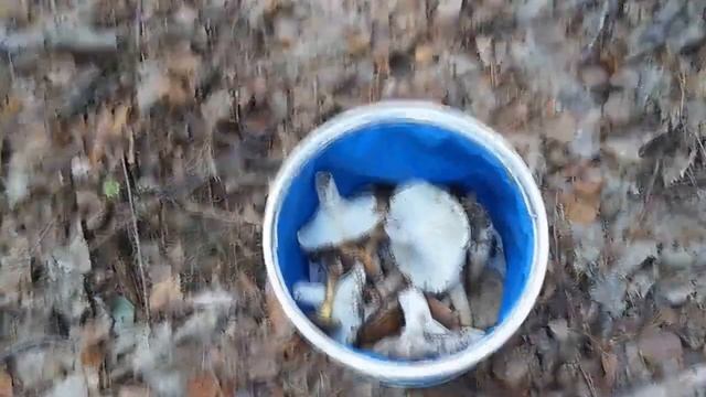 Грузди в Июле,вот это поворот !!! смотреть онлайн