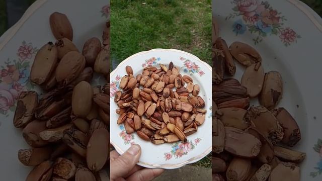Кофейный напиток из желудей смотреть онлайн