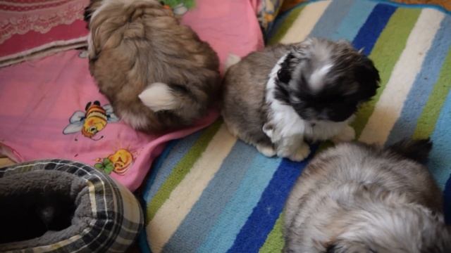 Питомник пекинесов САВЕЛИНА - мальчик Санэль смотреть онлайн