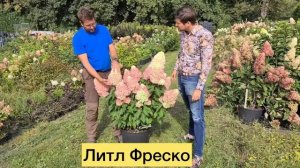 ✅Гортензия супер компакты ?Литл Фреско(Литл Фрейз) и ?Литл Спуки???