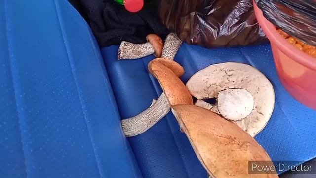 пошли грибы, можно уже идти собирать. смотреть онлайн