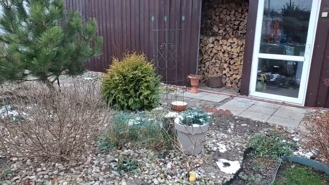 Как Зимуют Растения в Моём Саду ✅Самый Западный Регион✅ Ноябрь✅ #garden #сад #жизньзагородом смотреть онлайн