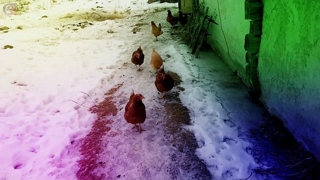 прикольные куры, поход в лес смотреть онлайн