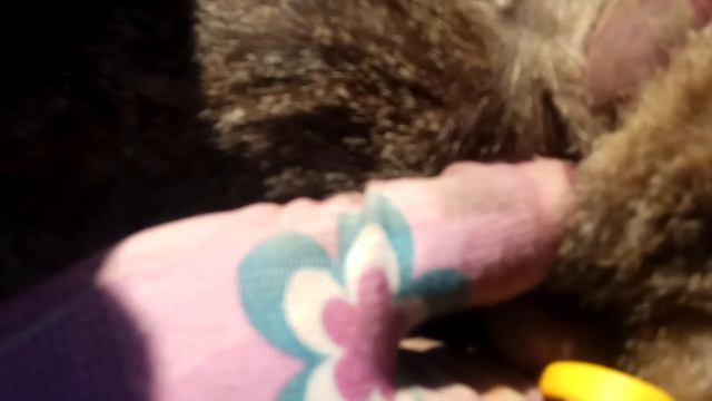 Вытаскиваем клеща у котенка смотреть онлайн