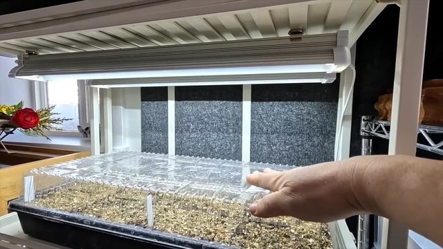 Planting 10 Varieties of Snapdragons & Senecio + Random Plant Repotting! ??? // Garden Answer смотреть онлайн