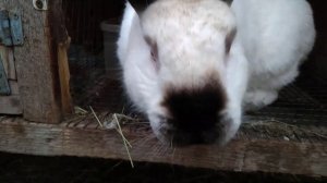 КРОЛИКИ.СОДЕРЖАНИЕ.ПОРОДА КАЛИФОРНИЙСКИЙ КРОЛИК.