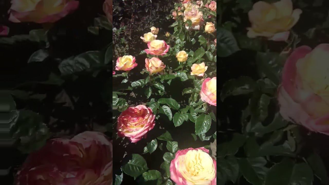 двойное удовольствие https://rose-bushes.ru/ смотреть онлайн