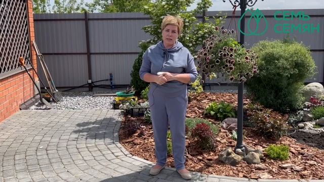 Растения в кашпо! Выбираем удобрения для длительного цветения! смотреть онлайн