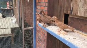 Голуби Германии. Фрунзенский двухчубый турман из хозяйства И. Гольмана.