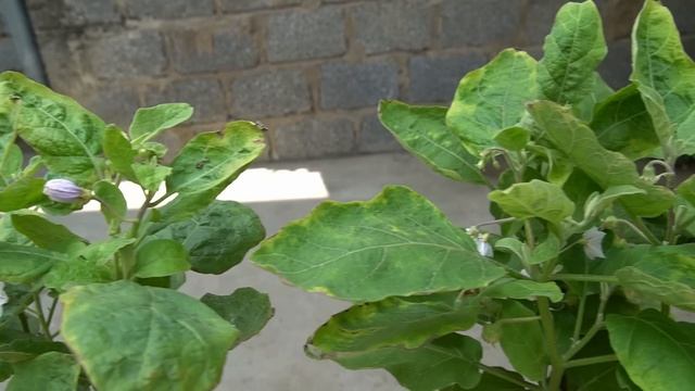 It's A Surprise To Grow Potatoes And Eggplants 2 In 1 | How To Grow Potatoes In Sacks смотреть онлайн