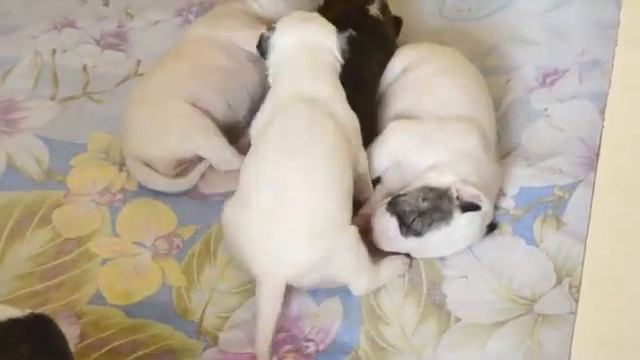 Щенки бультерьера. Первые шаги смотреть онлайн