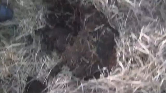 Первый поиск с Пиратом МТХ в этом году смотреть онлайн