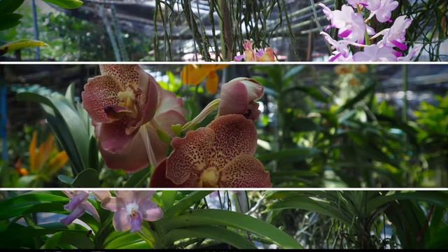 PHUKET ORCHID FARM смотреть онлайн
