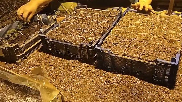 Пикируем Бархатцы (Tagetes) в стаканчики для дальнейшей пересадки в открытый грунт. смотреть онлайн