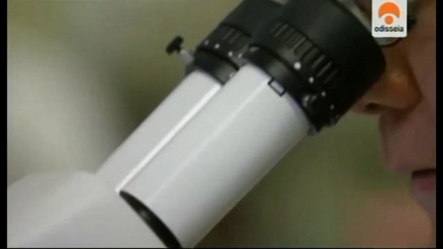 CORDYCEPS SINENSIS: Regalo de la naturaleza. Beneficios. смотреть онлайн