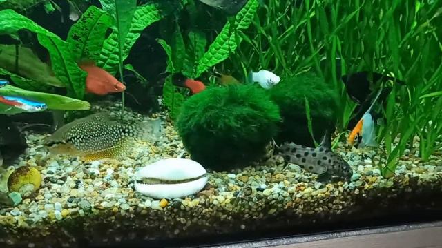 сом-синодонтис