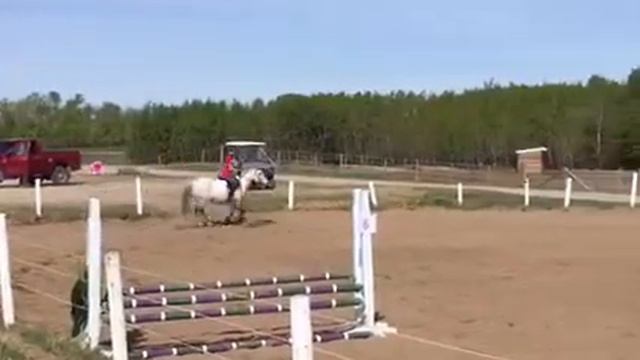 -- SOLD -- Cricket is a 13.3hh, 2008 welsh pony cross who is an absolute doll for any level of chil смотреть онлайн