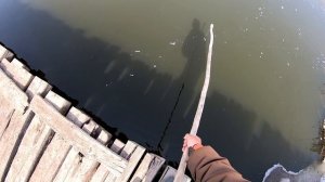 УДАЧНАЯ РЫБАЛКА НА ПАУК(ПОДЪЁМНИК) С МОСТА)))