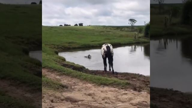 Аппалуза играет с пятнистой собакой / Dogs and Appaloosa Horse Playing смотреть онлайн